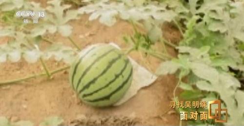 吃瓜网我是云南的,吃瓜网带你领略独特地域美食文化